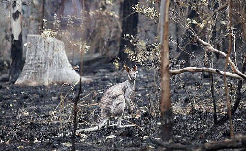 A lone wallaby spotted in charred bushland at Paddys Flat. A lone wallaby spotted in charred bushland at Paddys Flat.