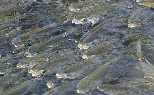 Fish trying to breathe at Moneys Creek. Fish trying to breathe at Moneys Creek.