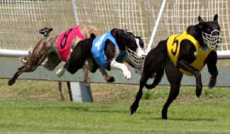 WITH many close races it was a great day at Border Park on Saturday. WITH many close races it was a great day at Border Park on Saturday.