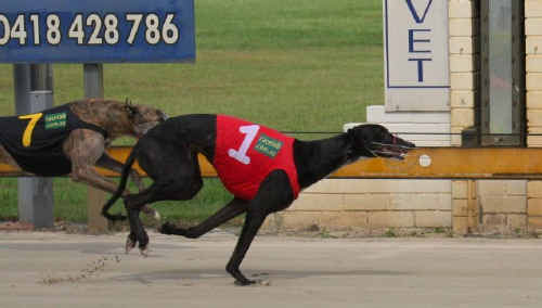 Allegro Charm races past Pink Character to take out the feature final at Grafton on Saturday. Allegro Charm races past Pink Character to take out the feature final at Grafton on Saturday.