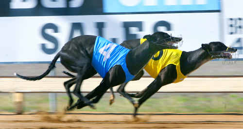 Our Irish Betty pips Dimple Assassin at the post to win the first heat of the 2009 Christmas Cup at Callaghan Park on Saturday. Our Irish Betty pips Dimple Assassin at the post to win the first heat of the 2009 Christmas Cup at Callaghan Park on Saturday.