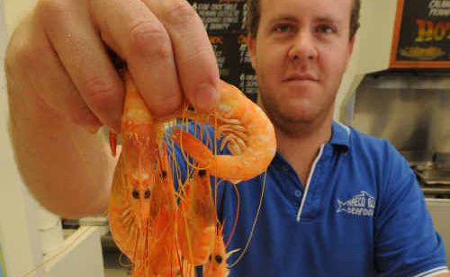 Adam Hambly shows large school prawns on sale at Naeco. Adam Hambly shows large school prawns on sale at Naeco.