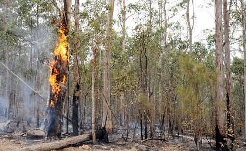 The Rural Fire Service is confident it is gaining control over fires like this one at Paddys Flat Road, near Old Bonalbo. The Rural Fire Service is confident it is gaining control over fires like this one at Paddys Flat Road, near Old Bonalbo.