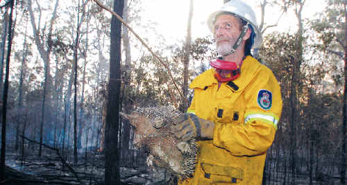 A Woombah Rural Fire Service volunteer holds the echidna burnt to death at New Italy by one of several fires started by an arsonist throwing fire bombs into the scrub as he drove along the Pacific Highway. A Woombah Rural Fire Service volunteer holds the echidna burnt to death at New Italy by one of several fires started by an arsonist throwing fire bombs into the scrub as he drove along the Pacific Highway.