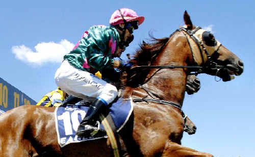 Once Was Innocent, ridden by Michael Heagney, jumps from the barriers at the start of the Professional Investment Services Maiden Handicap at the Lismore races yestereday. Once Was Innocent ($12) finished out of the placings in a race won by Pimpala Corvette ($6). Once Was Innocent, ridden by Michael Heagney, jumps from the barriers at the start of the Professional Investment Services Maiden Handicap at the Lismore races yestereday. Once Was Innocent ($12) finished out of the placings in a race won by Pimpala Corvette ($6).