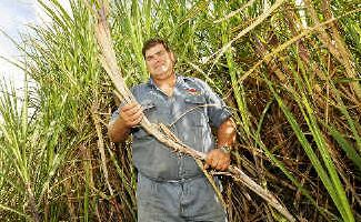 Richmond River Cane Growers’ Association chairman Wayne Rodgers checks on the progress of a field of sugarcane on his Pimlico farm as high world sugar prices increase the value of his harvest. Richmond River Cane Growers’ Association chairman Wayne Rodgers checks on the progress of a field of sugarcane on his Pimlico farm as high world sugar prices increase the value of his harvest.
