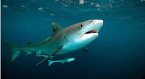 Tiger shark. Tiger shark.