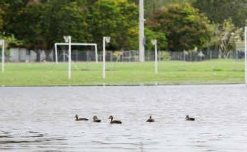 A lake of water outside Jardine Park’s grass netball courts was enjoyed by feathered residents. A lake of water outside Jardine Park’s grass netball courts was enjoyed by feathered residents.
