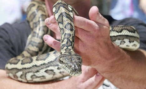 Joel Keady and his pet python. Joel is the son of local snake catcher John Keady; both are licensed snake catchers. Joel Keady and his pet python. Joel is the son of local snake catcher John Keady; both are licensed snake catchers.