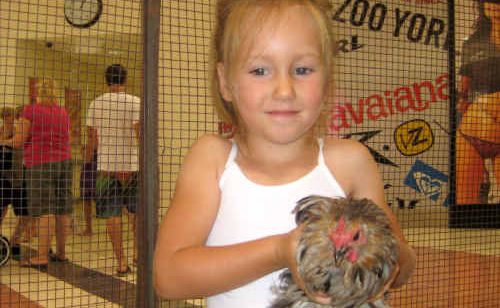 Holly Sangster spends her day in town playing with and feeding the baby animals. Holly Sangster spends her day in town playing with and feeding the baby animals.