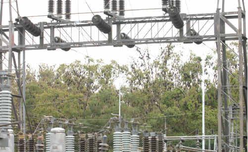 Flying foxes caused a big blackout. Flying foxes caused a big blackout.