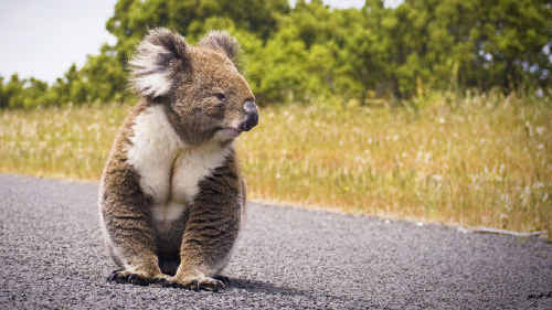 A recent report suggests declining Koala populations on the North-Coast. A recent report suggests declining Koala populations on the North-Coast.
