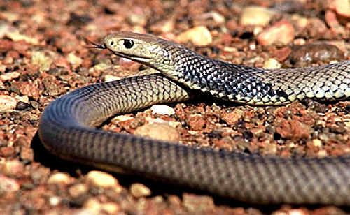 Snakes are on the move and so too are humans seeing a rise in bites treated by paramedics. Snakes are on the move and so too are humans seeing a rise in bites treated by paramedics.