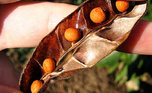 The pigeon pea seeds could replace lentils in any meal. The pigeon pea seeds could replace lentils in any meal.
