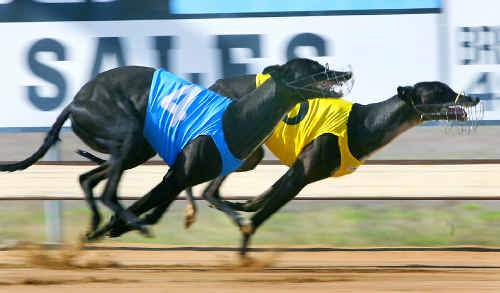 Our Irish Betty and Dimple Assassin race first and second in a heat of the Christmas Cup, but will be further tested over the sprint distance this afternoon. Our Irish Betty and Dimple Assassin race first and second in a heat of the Christmas Cup, but will be further tested over the sprint distance this afternoon.