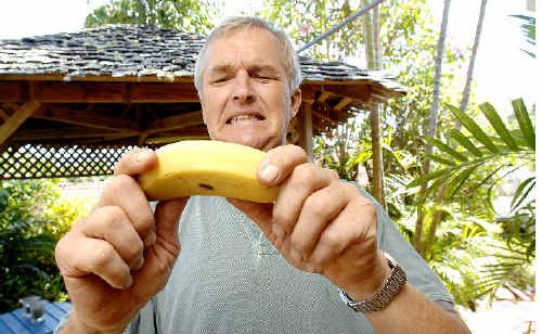 Peter Molenaar, of Mullumbimby, attempts to bend one of his Lady Finger bananas to suit supermarket criteria. Peter Molenaar, of Mullumbimby, attempts to bend one of his Lady Finger bananas to suit supermarket criteria.