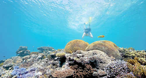 The Coca-Cola Foundation has provided almost $1 million for a project to reduce the impact of sugar cane farming on the Great Barrier Reef. The Coca-Cola Foundation has provided almost $1 million for a project to reduce the impact of sugar cane farming on the Great Barrier Reef.
