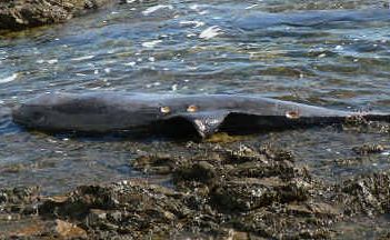 Beachgoers helped to carry this melon-headed whale across the rocks at Woolgoolga Beach yesterday after it was found dead. Beachgoers helped to carry this melon-headed whale across the rocks at Woolgoolga Beach yesterday after it was found dead.