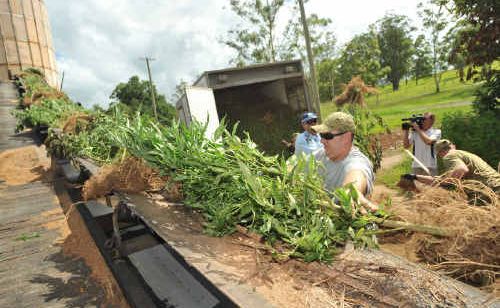 The cannabis plants were taken to a sawmill and destroyed. The cannabis plants were taken to a sawmill and destroyed.