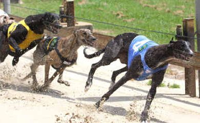 Number 4 Cawbourne Biggen leads all others in Grafton’s race 4 on Saturday. Number 4 Cawbourne Biggen leads all others in Grafton’s race 4 on Saturday.