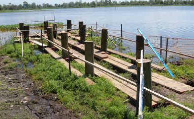 This viewing platform at the Murray Lagoon will be in use soon. This viewing platform at the Murray Lagoon will be in use soon.
