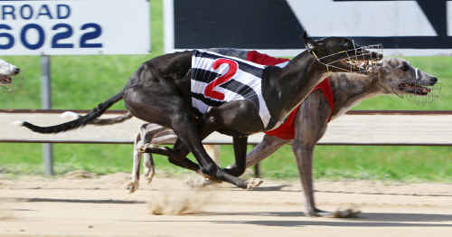 A great burst of speed down the straight gets Astral Blitz (2) over the top of Peppermint Pete in the final of the Q Dog 5th grade sprint. A great burst of speed down the straight gets Astral Blitz (2) over the top of Peppermint Pete in the final of the Q Dog 5th grade sprint.