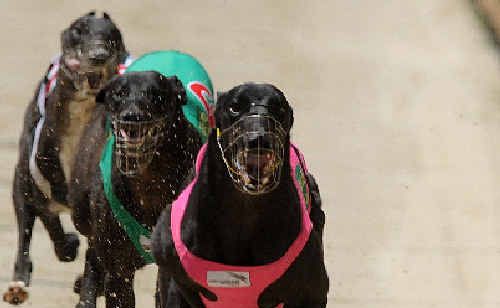 Calstar Bearings takes out last week’s Maiden over 407m. Calstar Bearings takes out last week’s Maiden over 407m.