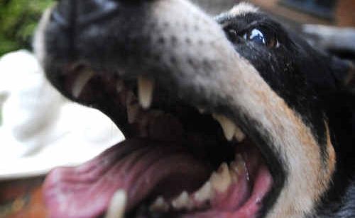 THE Australian cattle dog is second on the list of dogs responsible for attacks. THE Australian cattle dog is second on the list of dogs responsible for attacks.