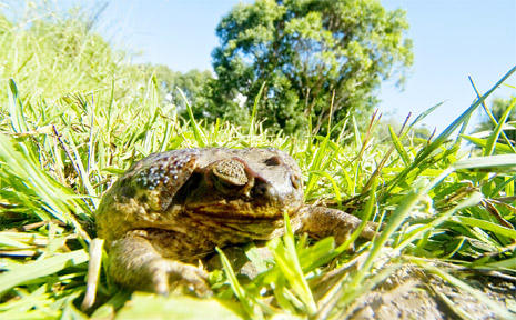 The annual Byron Shire cane toad muster is on again and volunteer toad busters are needed. The annual Byron Shire cane toad muster is on again and volunteer toad busters are needed.