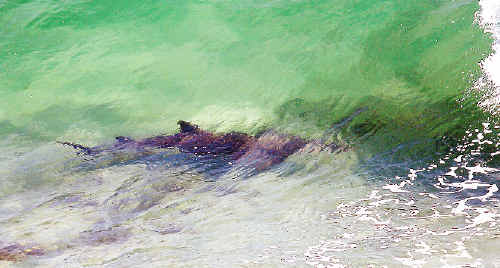 One of the shovelnose sharks spotted swimming past paddlers near The Pass during the Australia Day Charity Paddle at Byron Bay. One of the shovelnose sharks spotted swimming past paddlers near The Pass during the Australia Day Charity Paddle at Byron Bay.