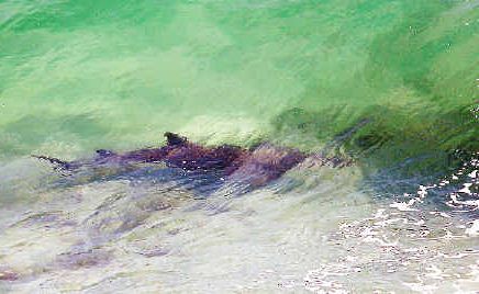 Man bitten by shark at island off Gladstone