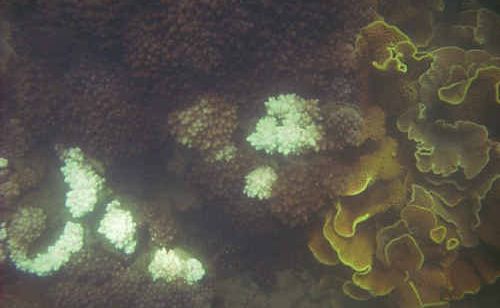 The white spots on the coral reef, just off the foreshore at Point Vernon, could be a sign of bleaching, Fraser Coast councillor Sue Brooks says. The white spots on the coral reef, just off the foreshore at Point Vernon, could be a sign of bleaching, Fraser Coast councillor Sue Brooks says.