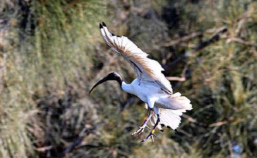 A white ibis. A white ibis.