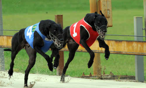 Chainsaw Tommy (No. 4) winning race 8 from Classic Revel. Chainsaw Tommy (No. 4) winning race 8 from Classic Revel.