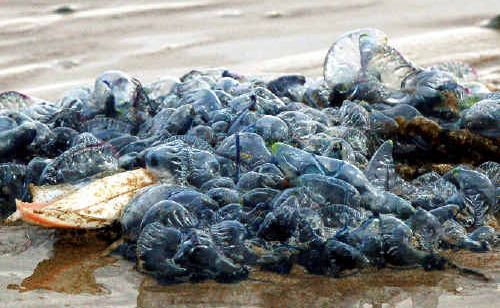 Bluebottles hit the Coffs Coast at the weekend but luckily, only a handful of swimmers came into contact with them. Bluebottles hit the Coffs Coast at the weekend but luckily, only a handful of swimmers came into contact with them.