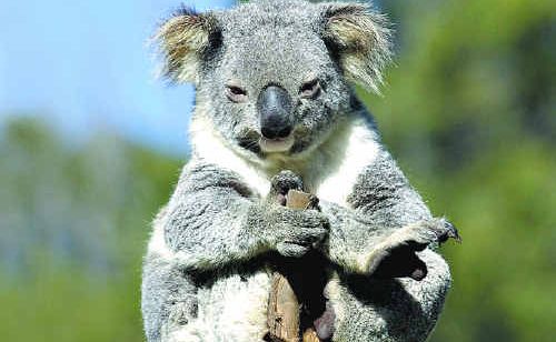 The future of our local koala population is under threat. The future of our local koala population is under threat.