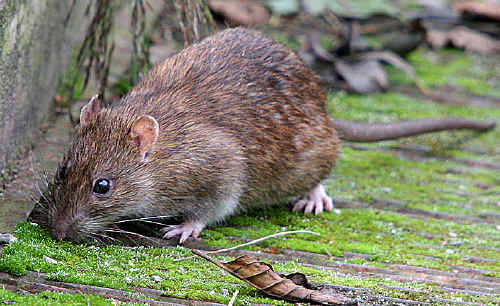 Mice and rats are invading Fraser Coast homes and businesses, possibly in search of water. Mice and rats are invading Fraser Coast homes and businesses, possibly in search of water.