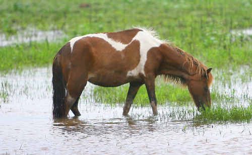 Many paddocks on Rockhampton’s outskirts are inundated with livestock heading to higher ground. Many paddocks on Rockhampton’s outskirts are inundated with livestock heading to higher ground.