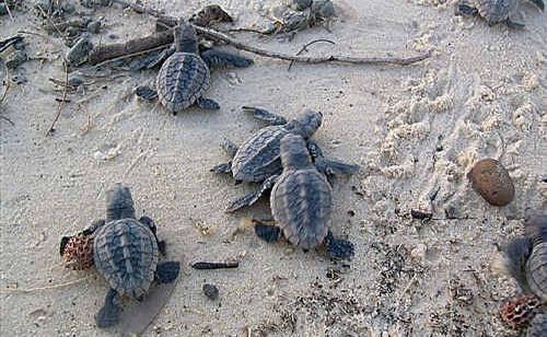 Loggerhead turtle hatchlings scramble their way to the water. Loggerhead turtle hatchlings scramble their way to the water.