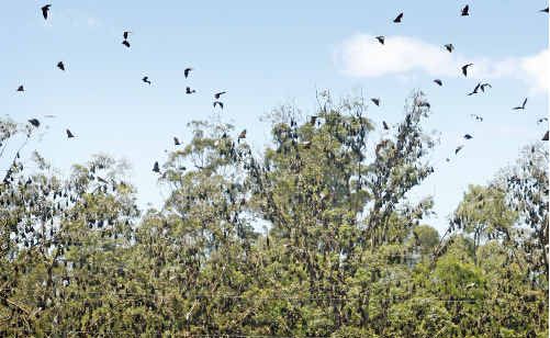 Politicians are backing students and residents in calls for urgent action about bats. Politicians are backing students and residents in calls for urgent action about bats.