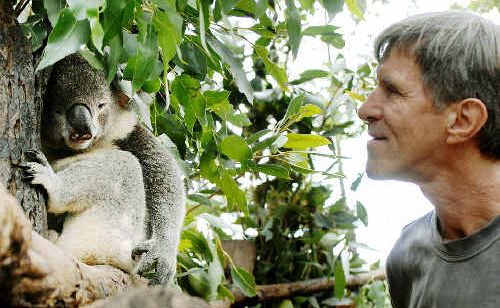 Friends of the Koala rescuer and leaf collection coordinator Rick Stewart with Constable, who was hit by a car recently. Friends of the Koala rescuer and leaf collection coordinator Rick Stewart with Constable, who was hit by a car recently.
