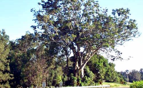 The 110-year-old fig tree set for the chop because the council has deemed it a danger. The 110-year-old fig tree set for the chop because the council has deemed it a danger.