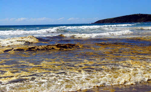 The discolouration of surf and sand at Coffs Harbour is the result of surf diatoms, which have also appeared at Iluka after recent heavy seas lashed the coast. The discolouration of surf and sand at Coffs Harbour is the result of surf diatoms, which have also appeared at Iluka after recent heavy seas lashed the coast.