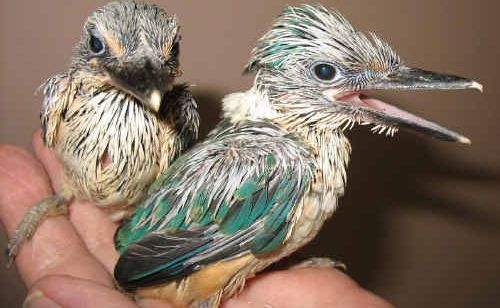 In about two weeks the sacred kingfisher chicks had grown feathers and were ready to fly free. In about two weeks the sacred kingfisher chicks had grown feathers and were ready to fly free.