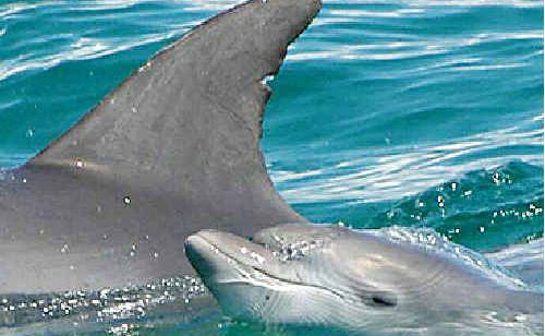 A dolphin calf stays close to its mother in Cape Byron Marine Park. A dolphin calf stays close to its mother in Cape Byron Marine Park.