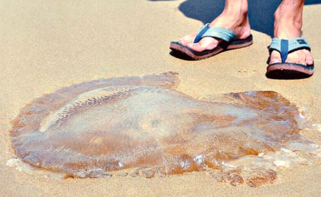 One of hundreds of large jellyfish washing up on Coffs Coast beaches. One of hundreds of large jellyfish washing up on Coffs Coast beaches.