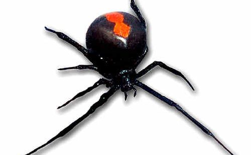 Redback spiders ramp up activity in Rockhampton Redback spiders ramp up activity in Rockhampton