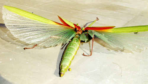 This bug recently lost its battle with a magpie on a Maryvale farm but according to the Queensland Museum, this female Tropidoderus rhodomus is a long way from home. This bug recently lost its battle with a magpie on a Maryvale farm but according to the Queensland Museum, this female Tropidoderus rhodomus is a long way from home.