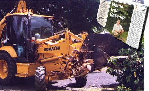 An excavator removes a 15-year-old flame tree in Bacon Street. An excavator removes a 15-year-old flame tree in Bacon Street.