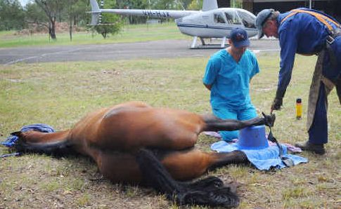 LUCKY SISCO: Dr Stephen Rayner of Oakey Vet Hospital with farrier Ray Durance as they complete the operation to remove a tumour from the hoof of quarterhorse Sisco. Dr Rayner’s helicopter is in the background. LUCKY SISCO: Dr Stephen Rayner of Oakey Vet Hospital with farrier Ray Durance as they complete the operation to remove a tumour from the hoof of quarterhorse Sisco. Dr Rayner’s helicopter is in the background.